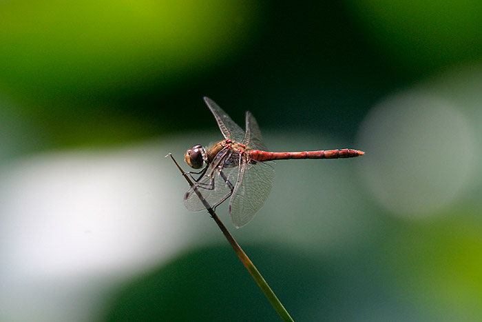 Red dragonfly (insect with four, plane-like delicate wings, two large eyes and long tail) holding on to  blade of grass