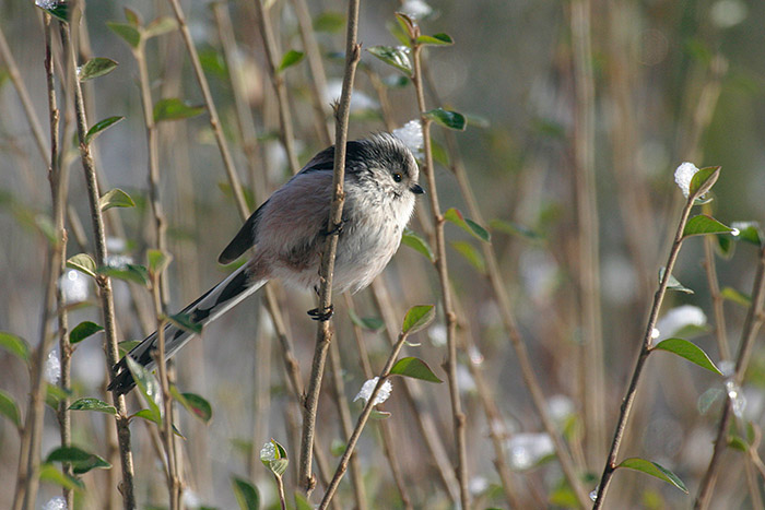 Long tailed tit, clinging onto young tree branches. The bird has a long black-and-white tail, a white head with a wide, black eye stripe, and a pale pink belly.