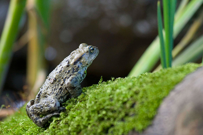 Toad clinging on to mossy rock and looking upwards. This amphibian has olive-brown, warty skin, copper eyes and short back legs.